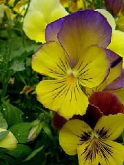 yellowviolets.jpg