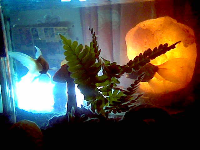 goldfishlight.jpg