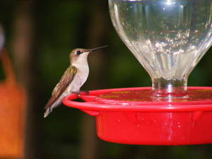 littlehummingbird.jpg
