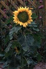 sunflowerhelianthusannuus.jpg